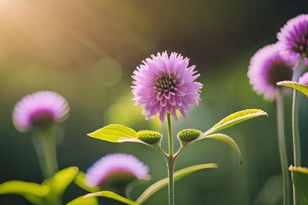 a purple flower with the sun behind it