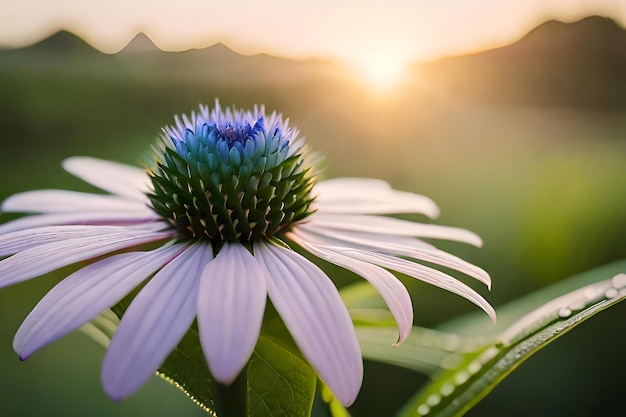 A purple flower with the sun setting behind it