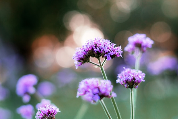 日の出の紫色の花。