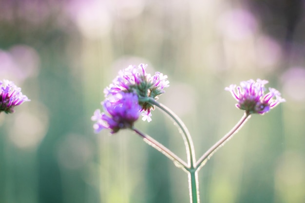 Purple flower with sunrise