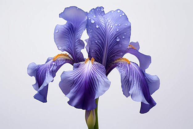 水滴が付いた紫色の花
