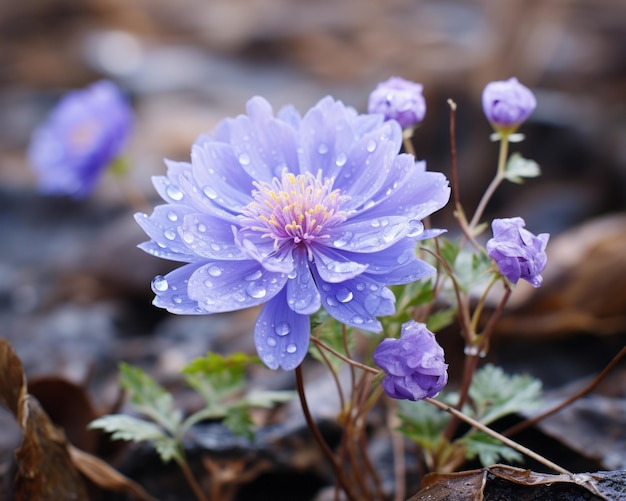 a purple flower with water droplets on it