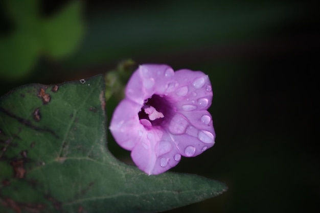 A purple flower with water drops on it