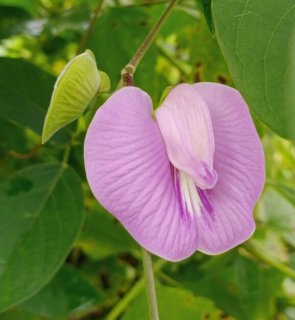 A purple flower with a white center is on a branch.