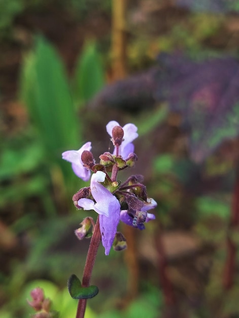 A purple flower with white flowers and green leaves