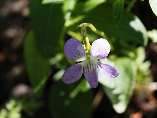 白い花びらを持つ紫色の花が庭にあります。