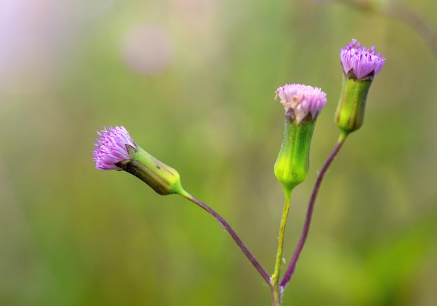 A purple flower with the word dandelion on it