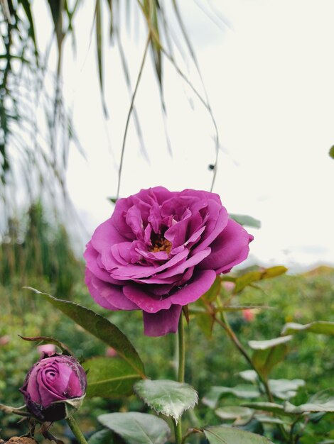 Photo a purple flower with the word 