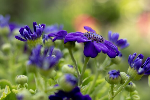 中心が黄色で、背景に緑の花がある紫色の花。