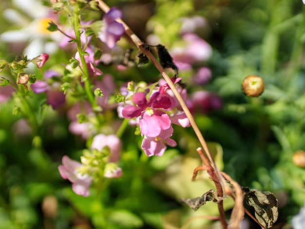 中心が黄色の紫色の花がつるからぶら下がっています。