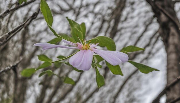 Photo a purple flower with a yellow center and a pink flower