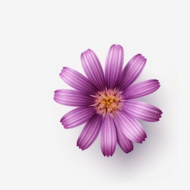 A purple flower with a yellow center and purple petals.