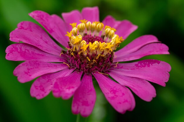 A purple flower with a yellow center and a yellow center.