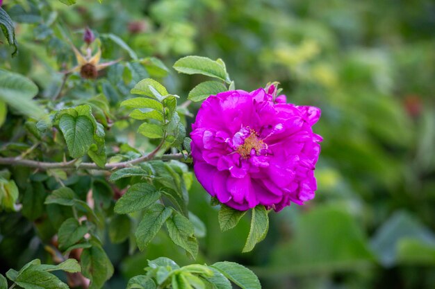 a purple flower with a yellow center.