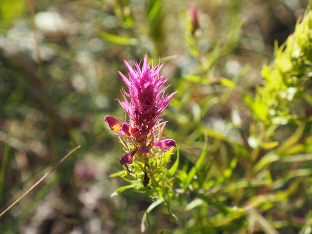 A purple flower with a yellow flower on it