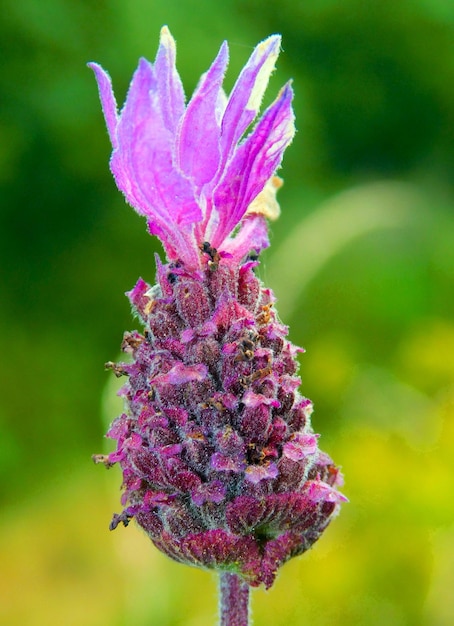 A purple flower with a yellow flower on it