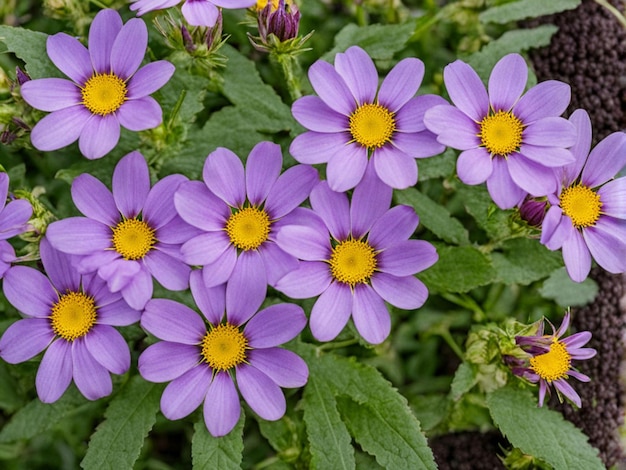 a purple flower with yellow petals and purple petals