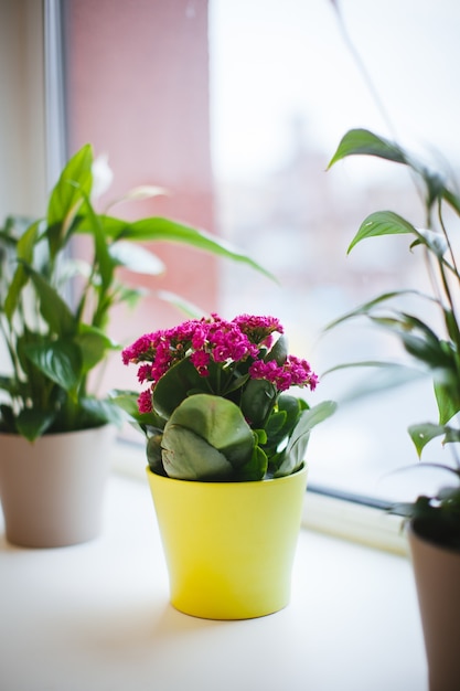 黄色の植木鉢の紫色の花