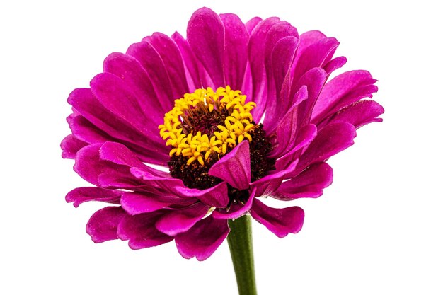 Purple flower of zinnia isolated on white background