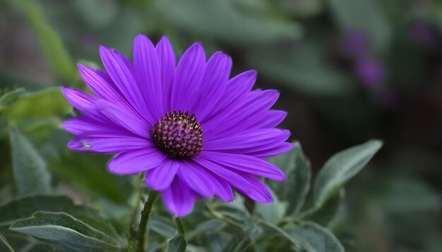 Purple flower