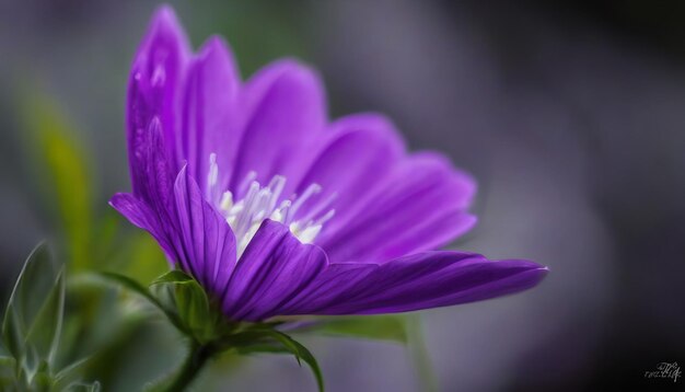 写真 紫の花