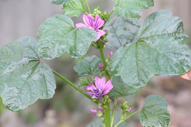 Foto fiore viola