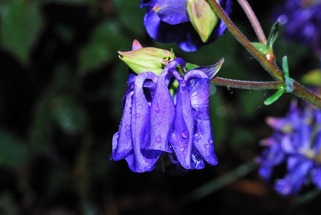 Purple flower