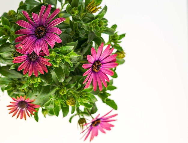 アフリカのデイジーと呼ばれる紫色の顕花植物