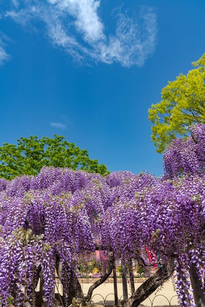 Purple flowering plants against blue sky