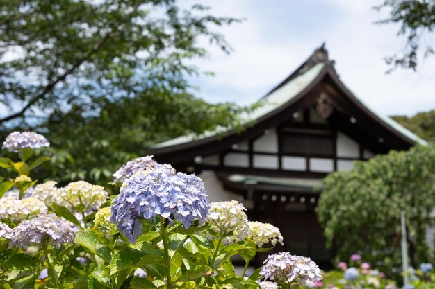 写真 紫色の花をかせた植物が空を背景に建っています