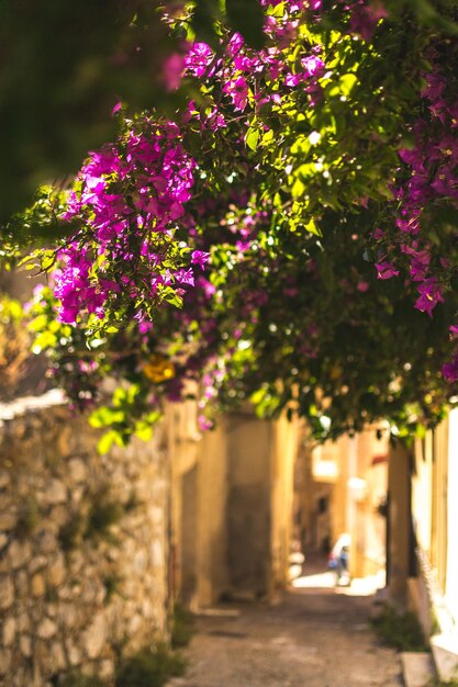 Purple flowering plants by building