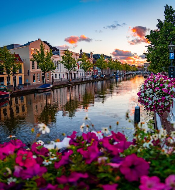 Purple flowering plants by lake against buildings in city