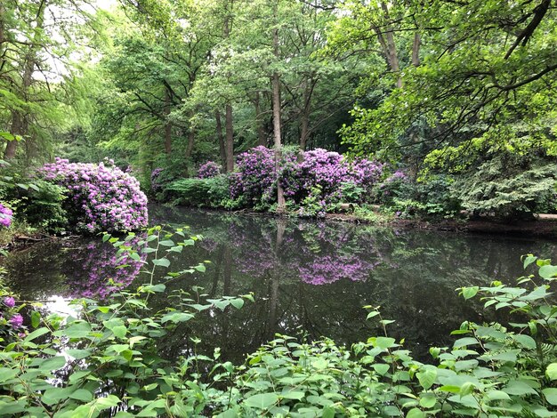 숲 의 호수 에 따라 보라색 꽃 을 피우는 식물 들