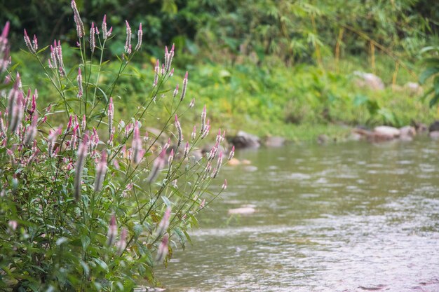 Purple flowering plants by lake