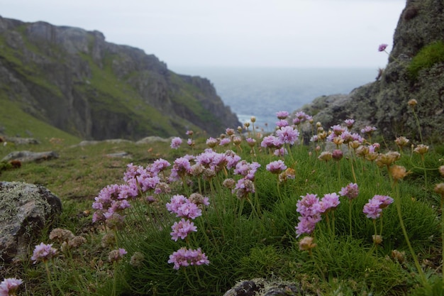 Purple flowering plants by sea against sky