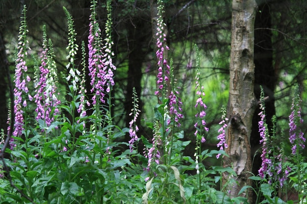 Foto piante a fiori viola accanto agli alberi della foresta