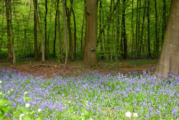 Photo purple flowering plants by trees in forest