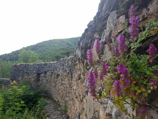 Purple flowering plants by wall against clear sky