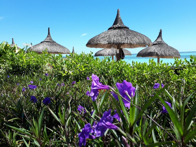 Foto piante a fiori viola sul campo contro un cielo limpido