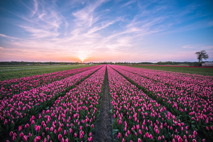 Photo purple flowering plants on field against sky during sunset
