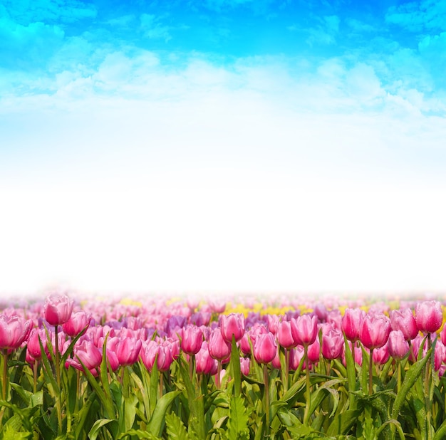 Purple flowering plants on field against sky