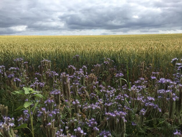 Photo purple flowering plants on field against sky