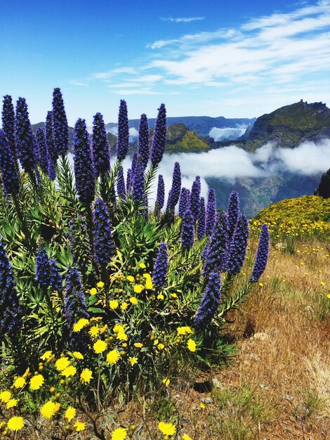 Foto piante a fiori viola sul campo contro il cielo