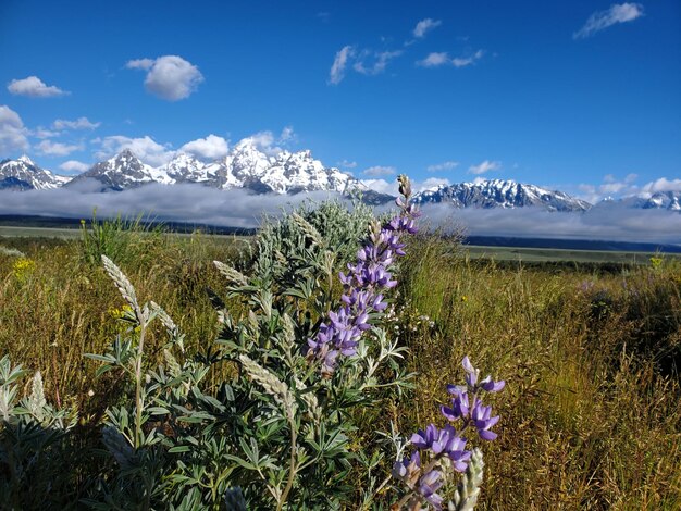 Purple flowering plants on field against sky