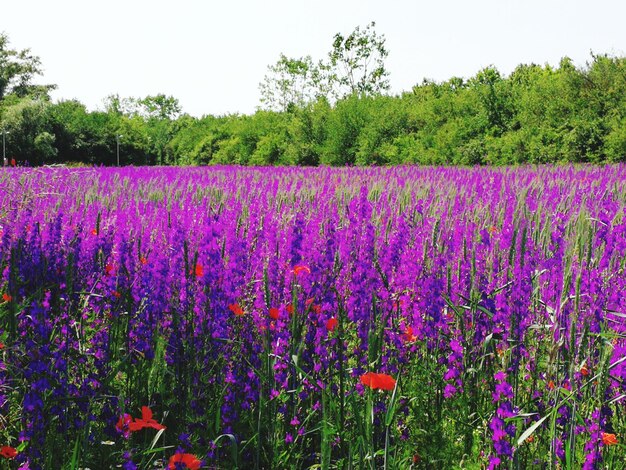 Purple flowering plants on field against sky