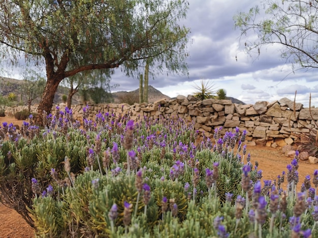 Purple flowering plants on field against sky