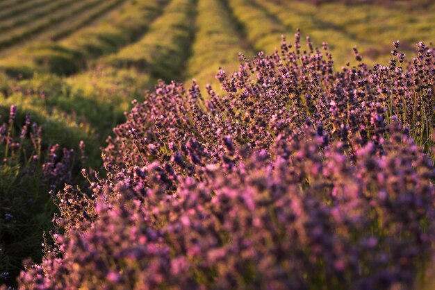 Foto piante a fiore viola sul campo