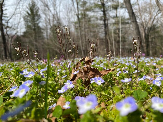 Purple flowering plants on a field