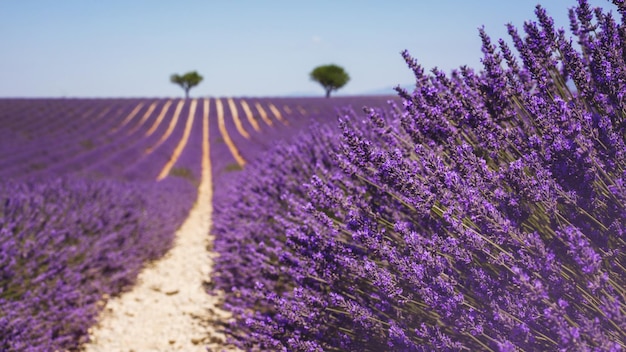 Foto piante a fiori viola sul campo