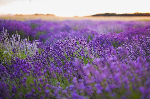 野原で紫の花を ⁇ かせる植物